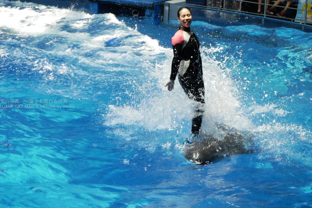 ［６］イルカのトレーナーとカメラマン！？