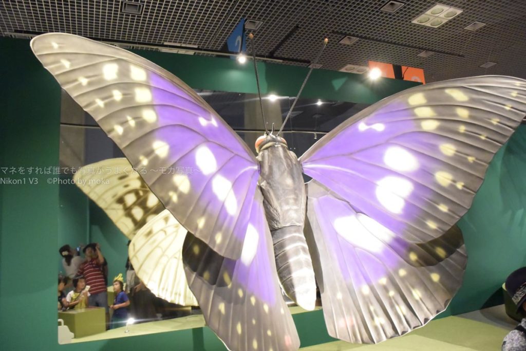 ［６］夏休みの自由研究は、上野で昆虫の写真を撮ってみよう！！
