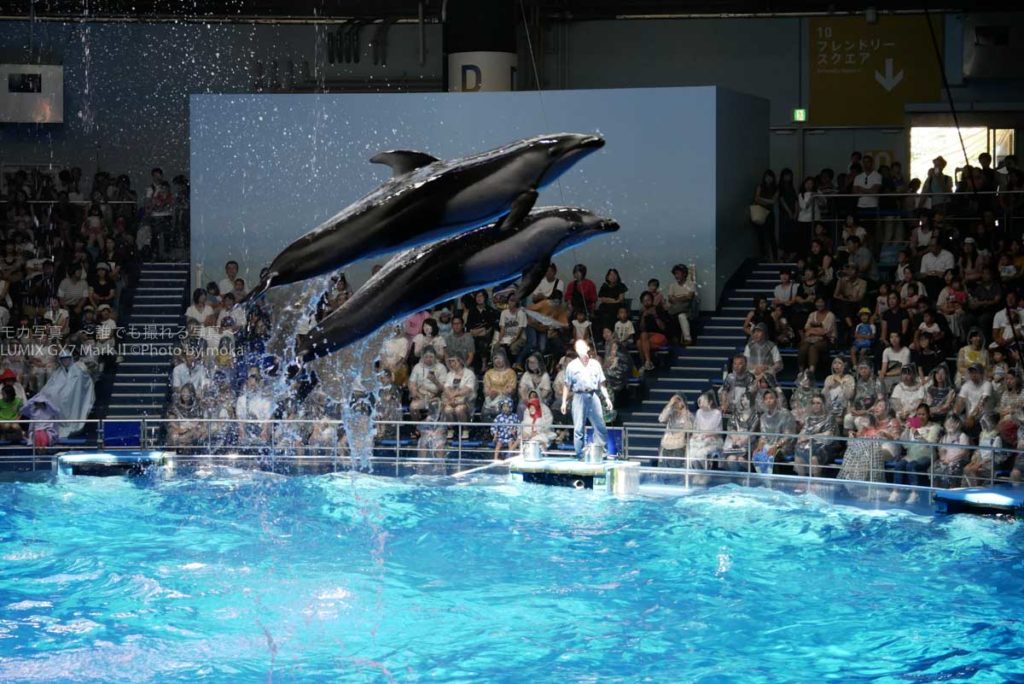 ［６］夏休み最期の水族館写真！！