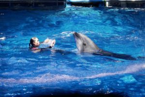 【イルカとダンス】アクアパーク品川でイルカショーを満喫！！