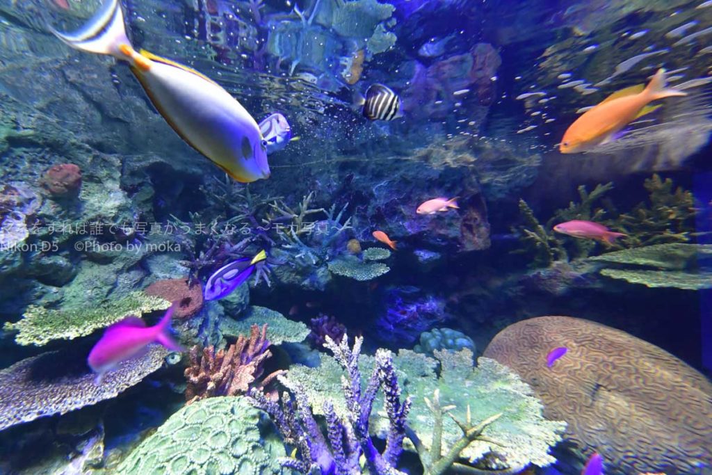 ［６］ニコンカレッジの水族館講座
