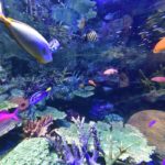 ［６］ニコンカレッジの水族館講座
