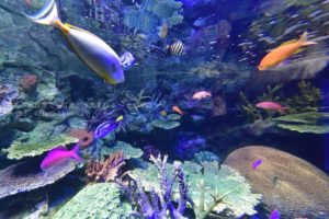 ［６］ニコンカレッジの水族館講座