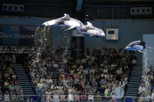 ［６］カマイルカの大ジャンプ！！