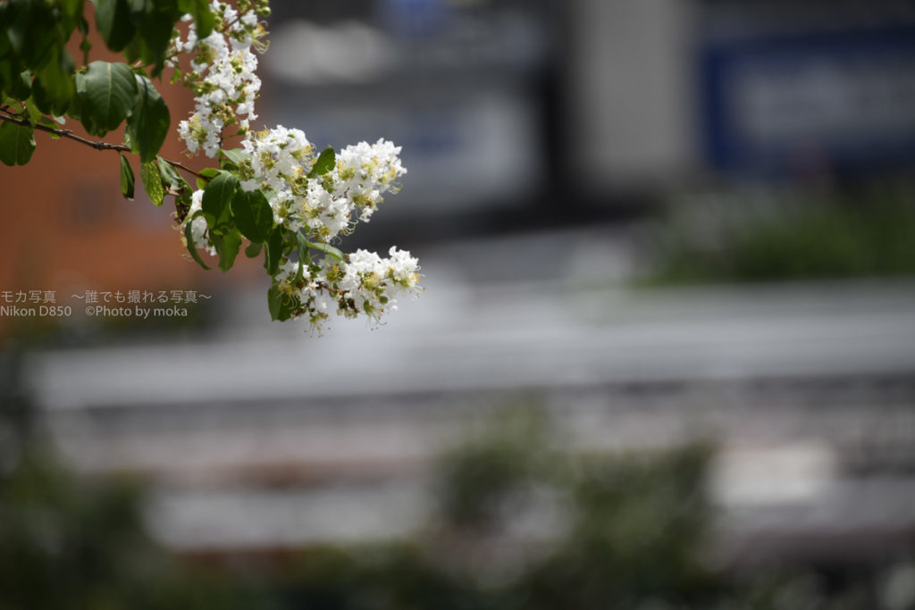 ［６］猛暑の街歩きスナップ撮影