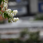 ［６］猛暑の街歩きスナップ撮影