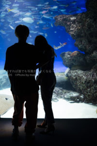 ［６］サンシャイン水族館の癒し空間を切り撮る。