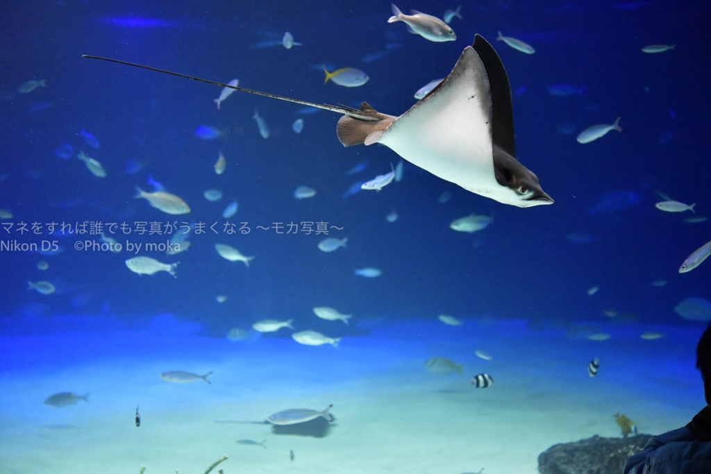 ［６］サンシャイン水族館のナルトビエイが空を飛ぶ！？