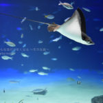 ［６］サンシャイン水族館のナルトビエイが空を飛ぶ！？