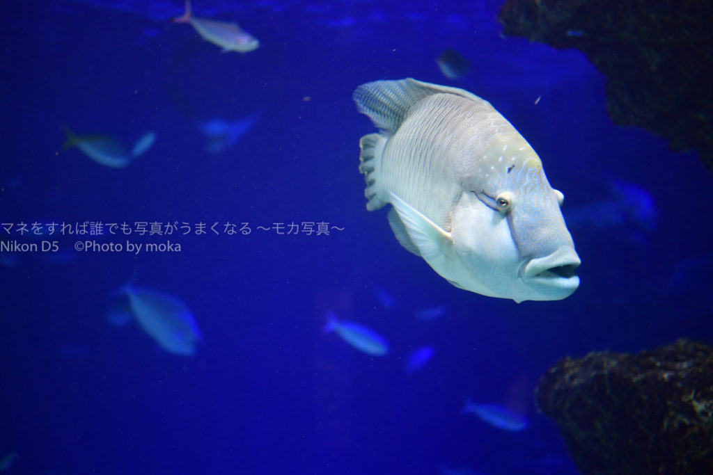［６］「ニコンカレッジ」で幻想的な水族館撮影を学ぶ！！