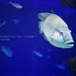 ［６］「ニコンカレッジ」で幻想的な水族館撮影を学ぶ！！