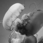 ［６］クラゲをアートスティックに撮影！！