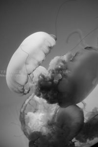 ［６］クラゲをアートスティックに撮影！！