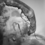 ［６］クラゲ写真の練習を続けてきた成果！！