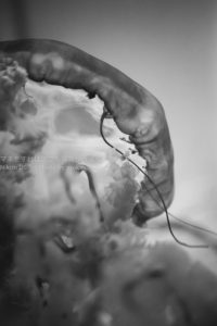 ［６］クラゲ写真の練習を続けてきた成果！！