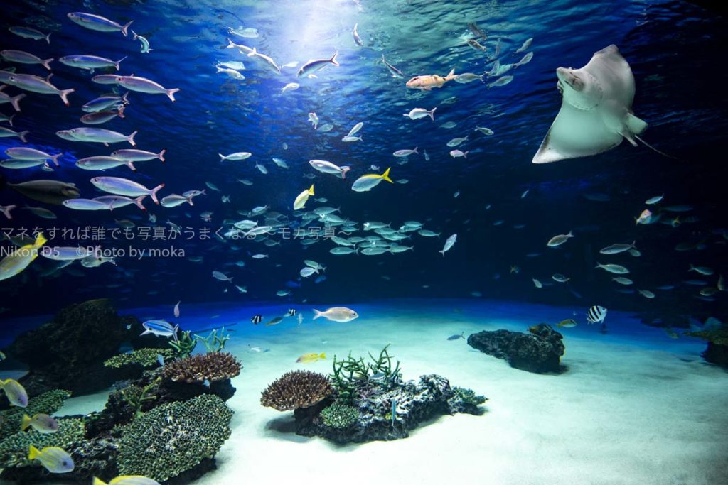 【プロに聞いた】人気の水族館で動物の写真を撮ろう！！