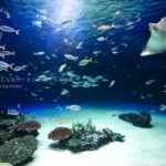 【プロに聞いた】人気の水族館で動物の写真を撮ろう!!