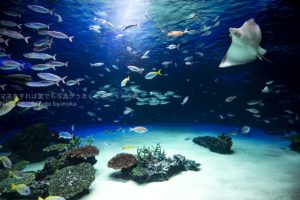 【プロに聞いた】人気の水族館で動物の写真を撮ろう!!