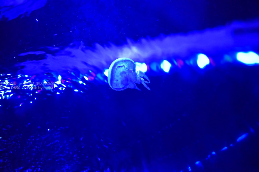 ［６］クラゲのような水槽にクラゲがユラユラ♪