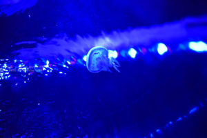 ［６］クラゲのような水槽にクラゲがユラユラ♪