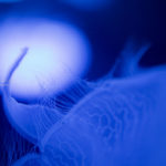 ［６］スポットライトに照らされたクラゲを幻想的に撮影する