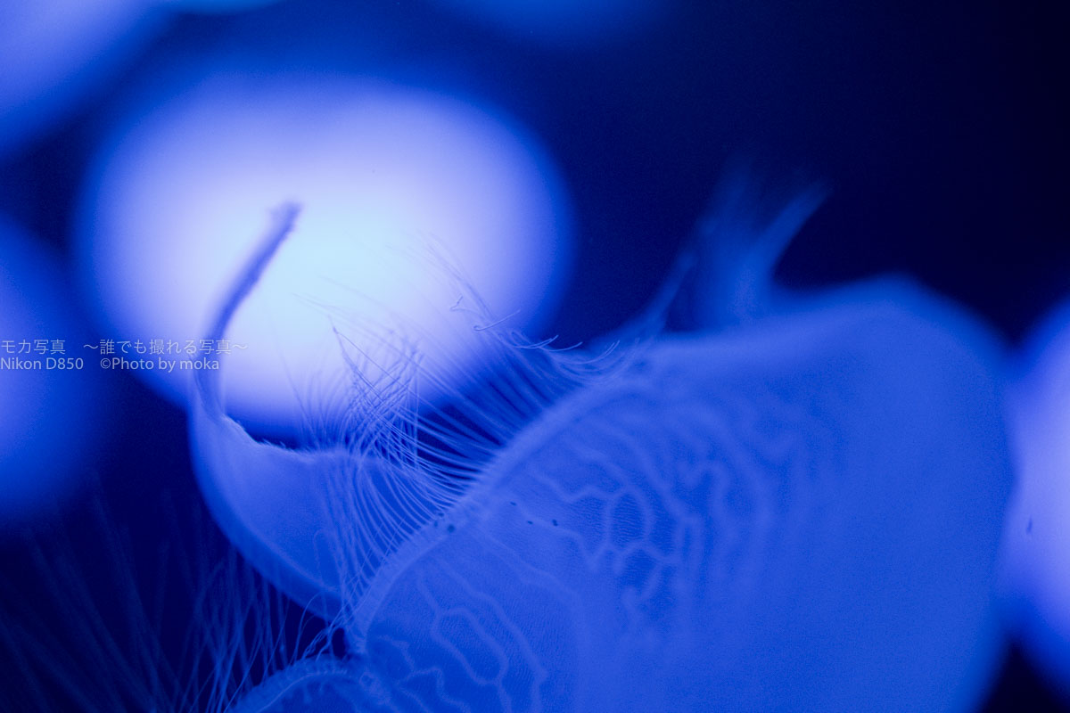 ［６］スポットライトに照らされたクラゲを幻想的に撮影する