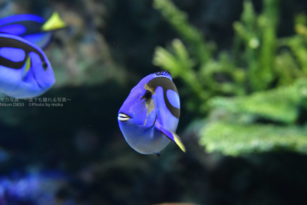 ［６］ディズニー映画の１シーンのような一瞬を写し撮る！！