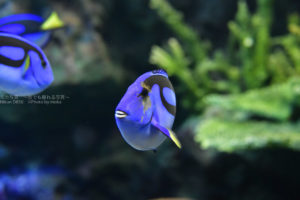 ［６］ディズニー映画の１シーンのような一瞬を写し撮る！！