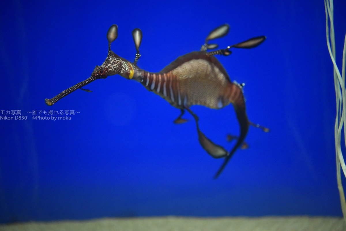 【東京 水族館】池袋のサンシャイン水族館のタツノオトシゴが面白い