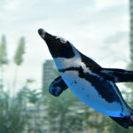 ［６］空に向かって飛び出したペンギン！！