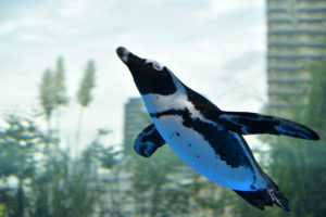 ［６］空に向かって飛び出したペンギン！！