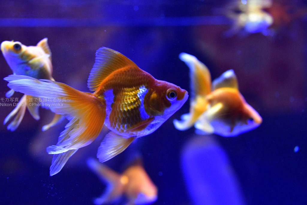 ［６］東京金魚ワンダーランドで金魚撮影！！
