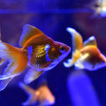 ［６］東京金魚ワンダーランドで金魚撮影！！