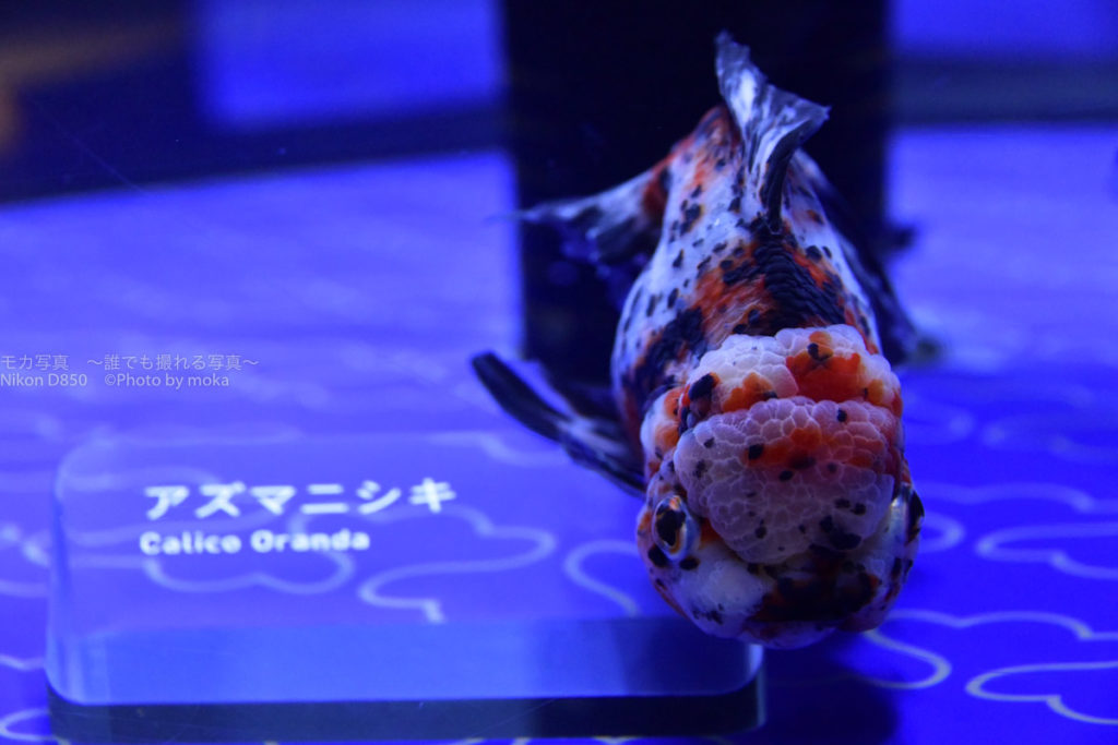 ［６］見返り美人を撮影！！