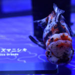 ［６］見返り美人を撮影！！