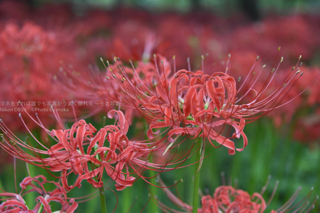 ［６］今年も巾着田に咲く、曼珠沙華の撮影に挑戦！！
