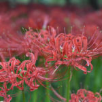 ［６］今年も巾着田に咲く、曼珠沙華の撮影に挑戦！！