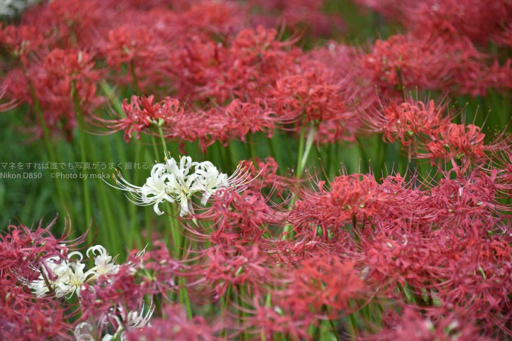 ［６］真っ白な曼珠沙華の花を探すのは、まるで宝探しのよう！！