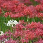 ［６］真っ白な曼珠沙華の花を探すのは、まるで宝探しのよう！！