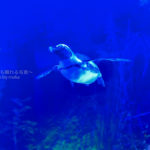 ［６］夜飛ぶペンギンの姿を撮る！！