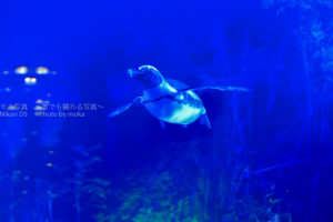 ［６］夜飛ぶペンギンの姿を撮る！！