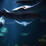 ［６］maxellアクアパーク品川で、空飛ぶエイを撮る！！