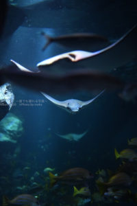 ［６］maxellアクアパーク品川で、空飛ぶエイを撮る！！