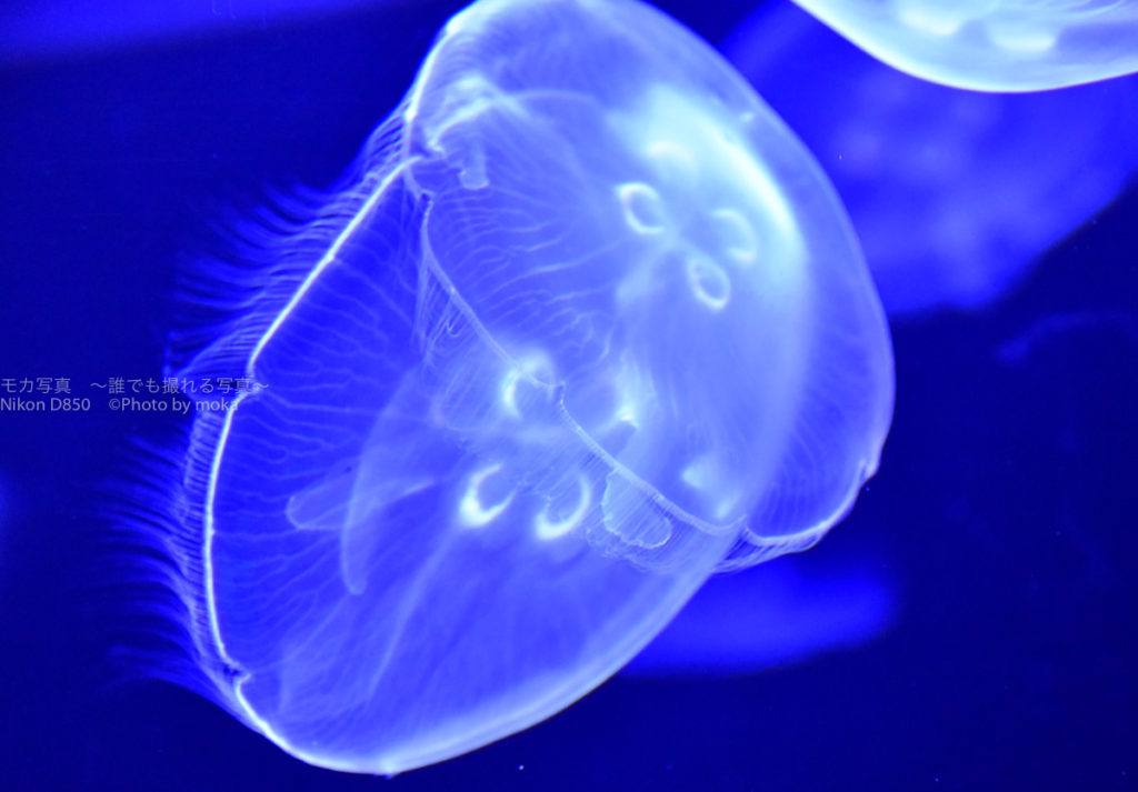 ［６］すみだ水族館での写真撮影は、マイクロレンズが一番！？