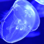 ［６］すみだ水族館での写真撮影は、マイクロレンズが一番！？