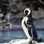［６］すみだ水族館のペンギンを撮影！！