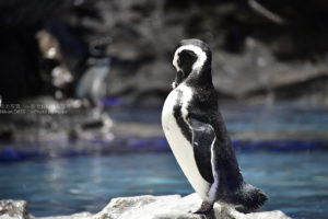 ［６］すみだ水族館のペンギンを撮影！！