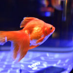 ［６］金魚と夏の思い出！！