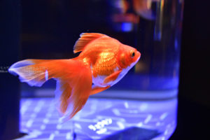 ［６］金魚と夏の思い出！！