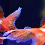 ［６］すみだ水族館でヒラヒラ金魚撮影！！